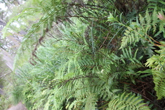 Blechnum camfieldii