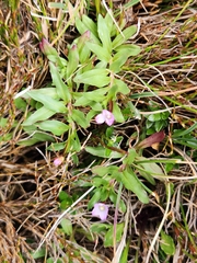 Epilobium willisii