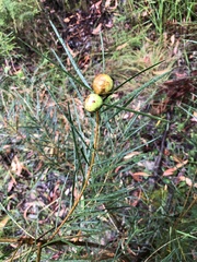 Acacia floribunda