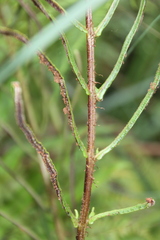 Blechnum camfieldii