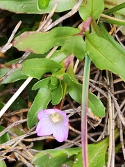 Epilobium willisii