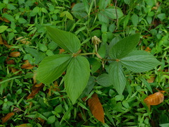 Flemingia macrophylla