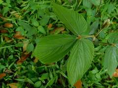 Flemingia macrophylla