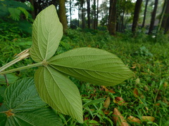 Flemingia macrophylla
