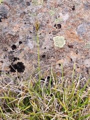 Carex austrocompacta