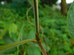 Flemingia macrophylla