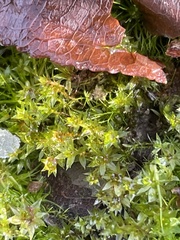 Bryum