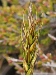 Carex austrocompacta