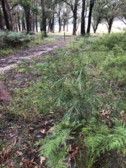 Acacia floribunda