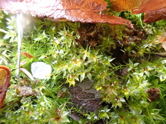 Bryum