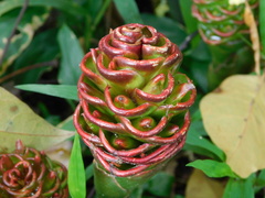Zingiber inflexum
