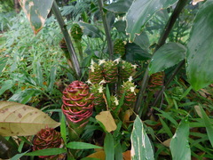 Zingiber inflexum