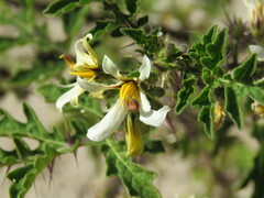 Solanum grayi