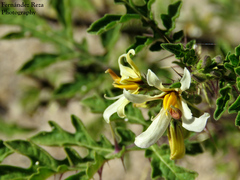 Solanum grayi