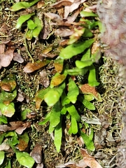 Grammitis poeppigiana