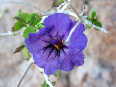 Ruellia californica peninsularis