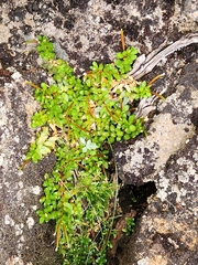 Epilobium tasmanicum