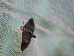 Almonia