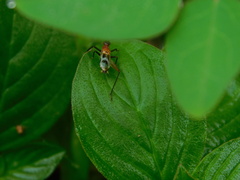 Homoeoxipha lycoides
