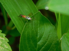 Homoeoxipha lycoides