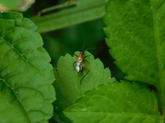 Homoeoxipha lycoides