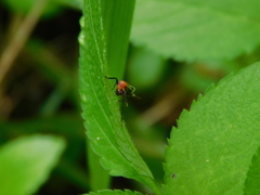Homoeoxipha lycoides