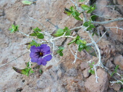 Ruellia californica peninsularis