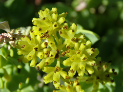 Coulterella capitata