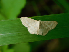 Scopula benitaria