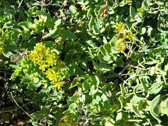 Coulterella capitata