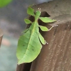 Cryptophyllium chrisangi