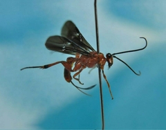 Cremnops nigrosternum