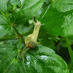 Helicarion perfragilis