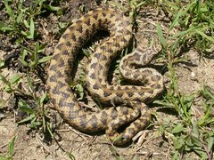 Vipera aspis zinnikeri