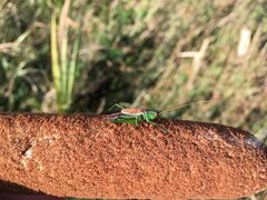 Conocephalus dorsalis