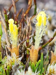 Coprosma perpusilla