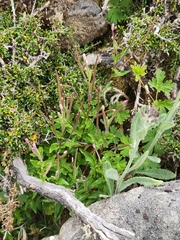 Epilobium gunnianum