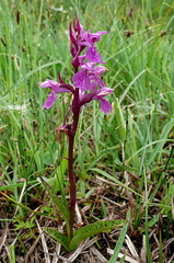 Dactylorhiza traunsteineri
