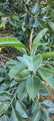 Ficus elastica