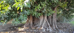 Ficus elastica
