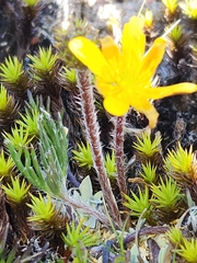 Ranunculus gunnianus