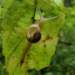 Helicarion perfragilis