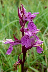 Dactylorhiza traunsteineri