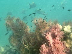 Melithaea ochracea