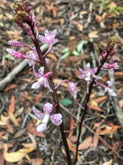 Dipodium pardalinum