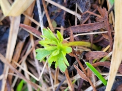 Ranunculus auricomus