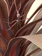 Archimantis latistyla