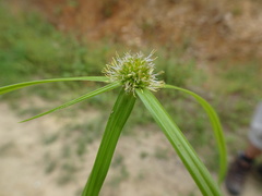 Cyperus aromaticus