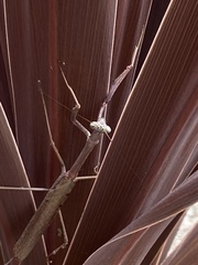 Archimantis latistyla