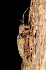 Cerambycoidea